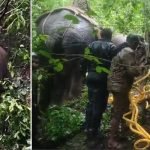 elephant capture