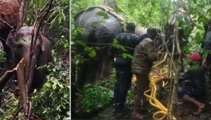 elephant capture