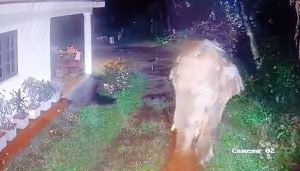 wild elephant