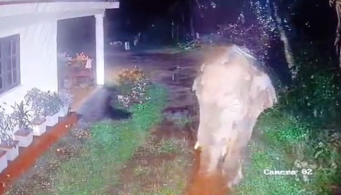 wild elephant