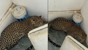 leopard