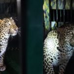 leopard trapped