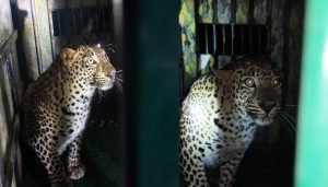 leopard trapped