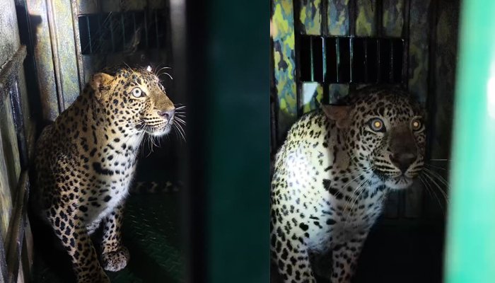 leopard trapped
