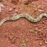 malabar pit viper snake