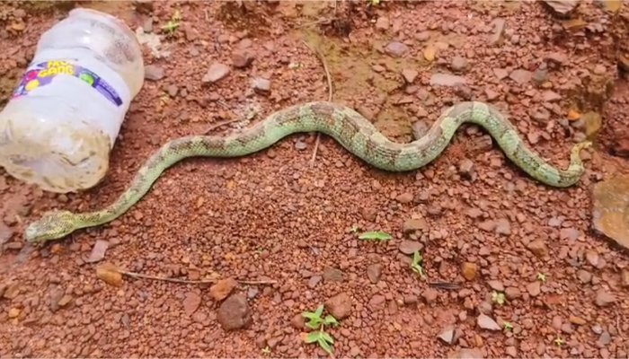 malabar pit viper snake