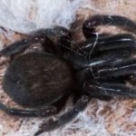 spider bite