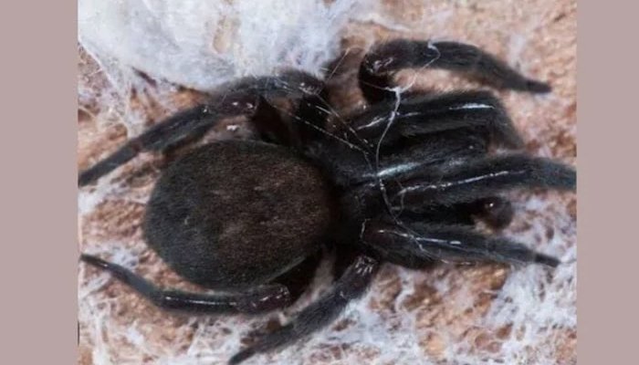 spider bite