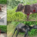 cow accident