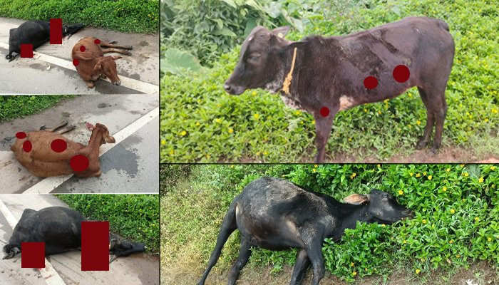 cow accident