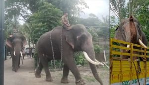 elephant capture