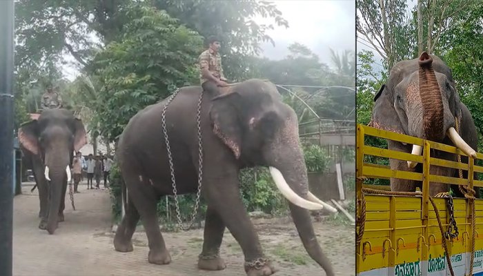 elephant capture