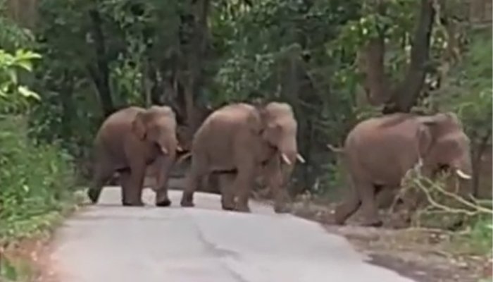 elephant