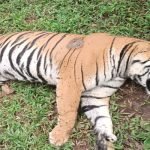 tiger