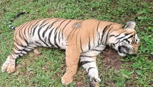 tiger