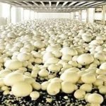 mushroom farming