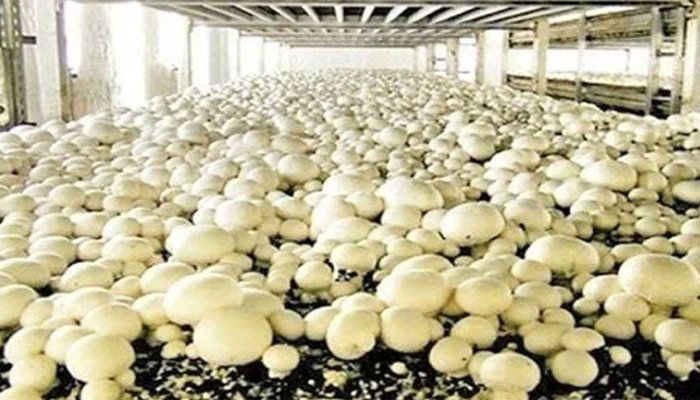 mushroom farming