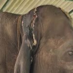 balanna elephant