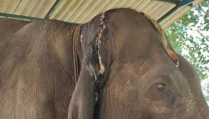 balanna elephant