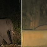 chikkamagaluru elephant