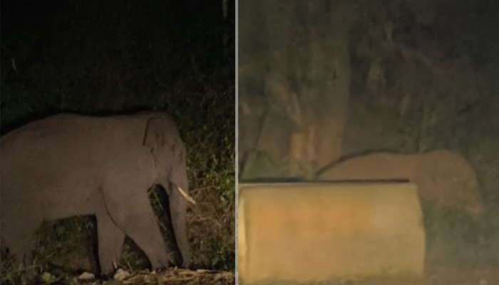 chikkamagaluru elephant