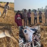 krishna mruga hunting