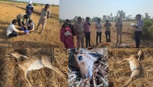 krishna mruga hunting