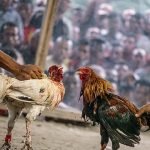 cockfight