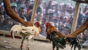 cockfight