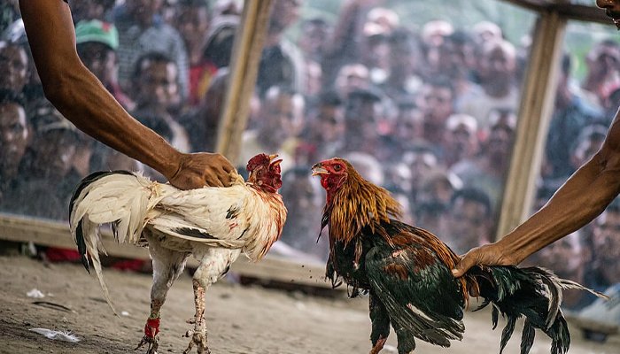 cockfight
