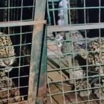 leopard captured
