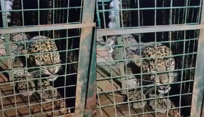 leopard captured
