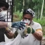 nipah virus alert
