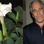 zombie flower In epstein files