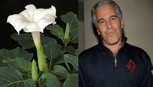 zombie flower In epstein files