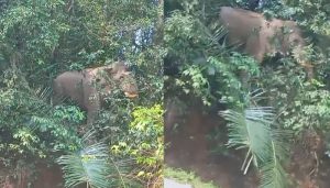 elephant