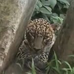 leopard