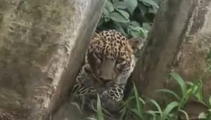 leopard