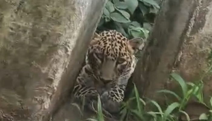 leopard