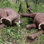 elephant.jpg