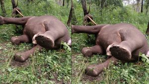 elephant.jpg