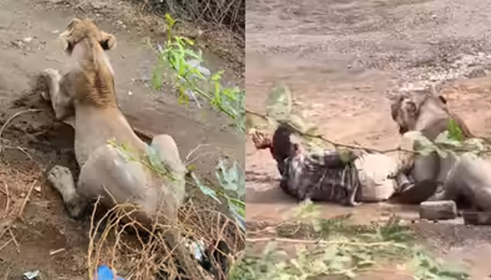 lioness.jpg