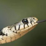 snakebite cases