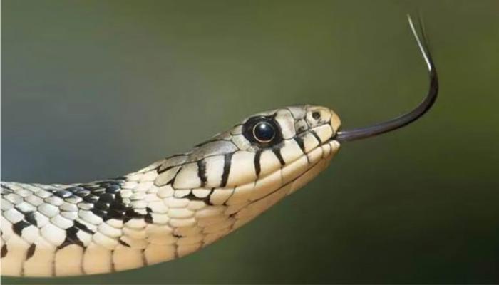 snakebite cases